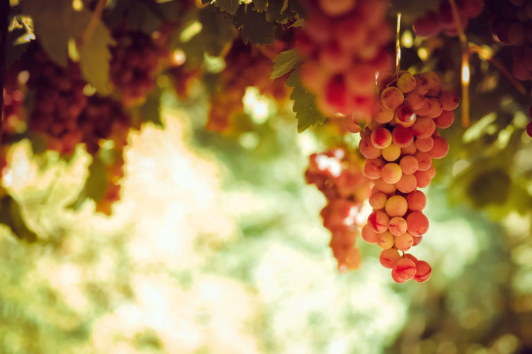 Red grape bunches hanging from vine in sun light